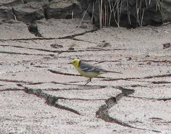 Citrine Wagtail