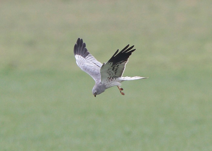 Montagu's Harrier