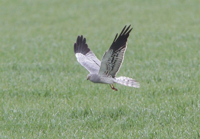 Montagu's Harrier