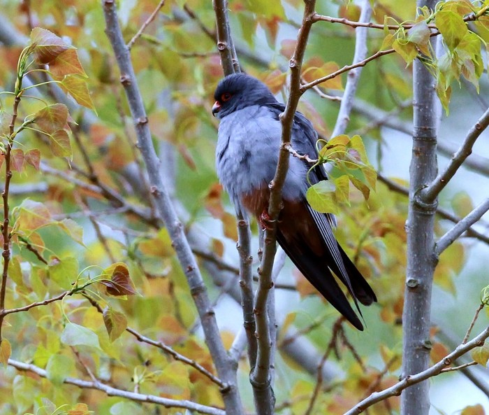 Red-footed Falcon
