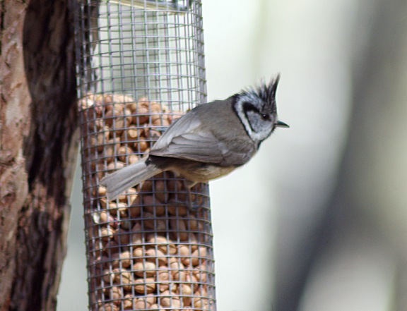 Crested Tit