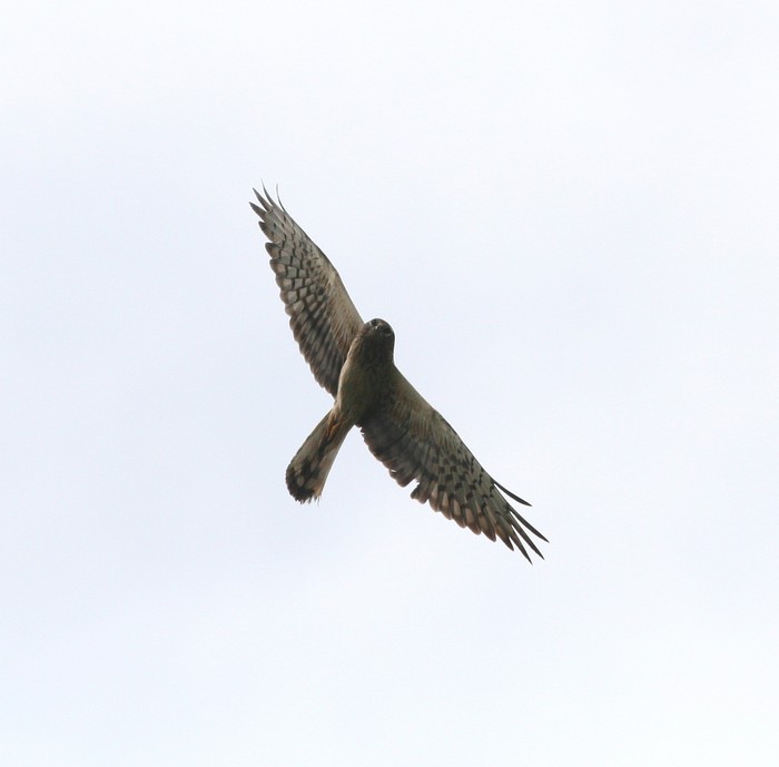 Montagu's Harrier