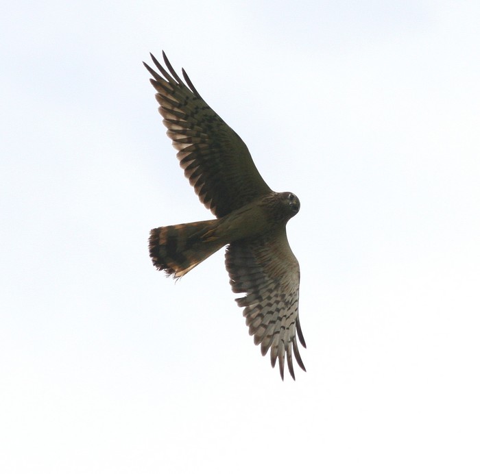 Montagu's Harrier