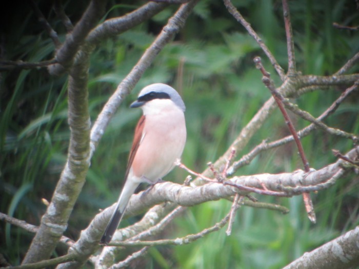 Red-backed Shrike