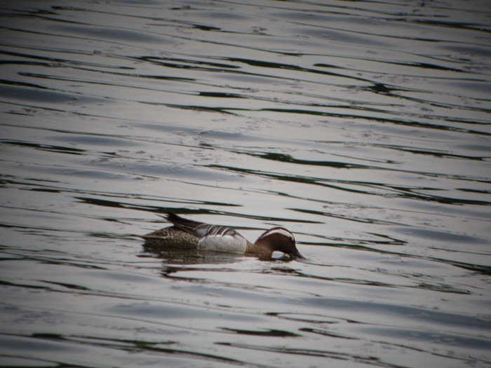 Garganey