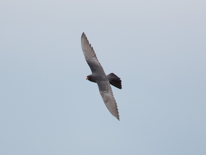 Red-footed Falcon