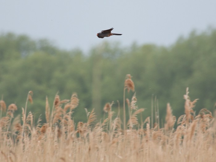 Red-footed Falcon