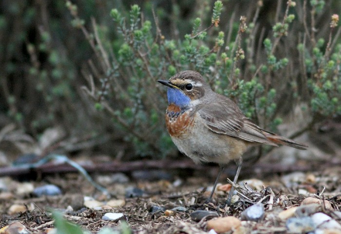 Red-spotted Bluethroat