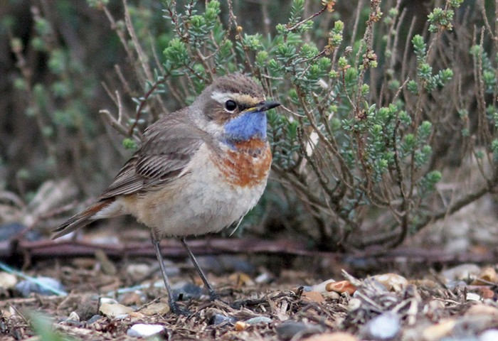 Red-spotted Bluethroat