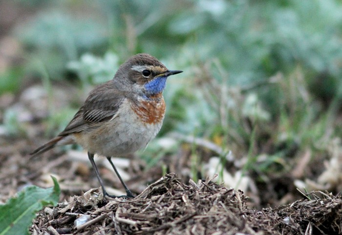 Red-spotted Bluethroat