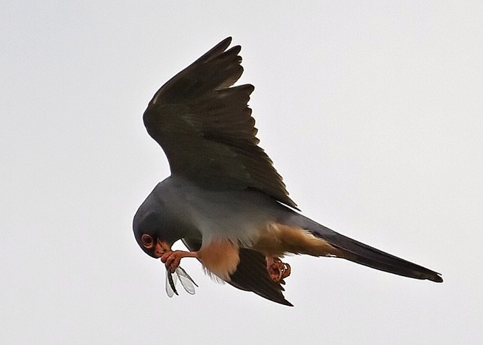 Red-footed Falcon