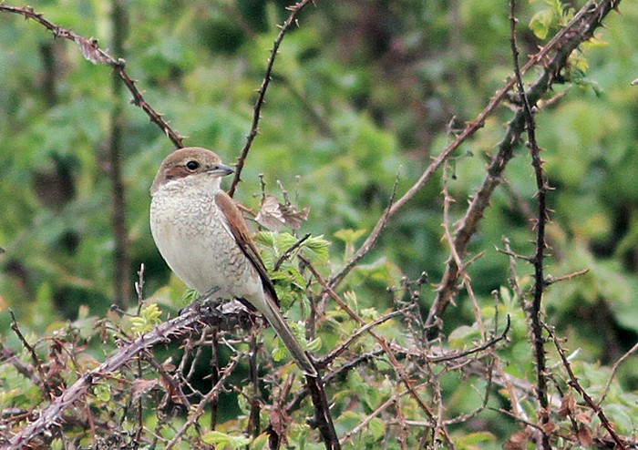 Red-backed Shrike