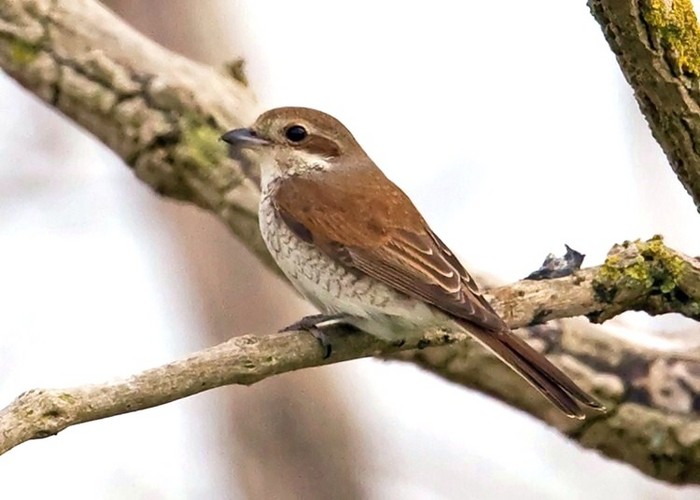 Red-backed Shrike