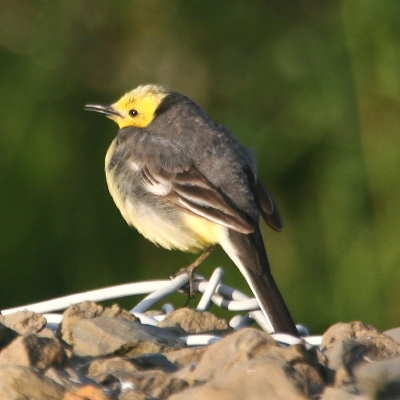 Citrine Wagtail