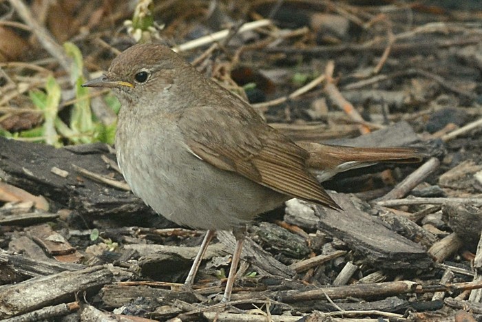Thrush Nightingale