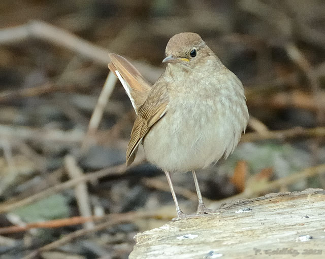 Thrush Nightingale