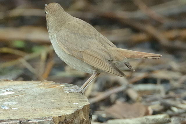 Thrush Nightingale