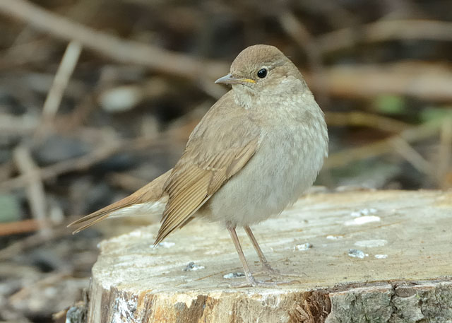 Thrush Nightingale