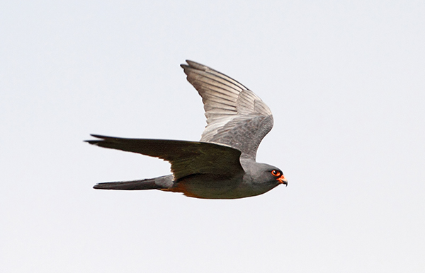 Red-footed Falcon