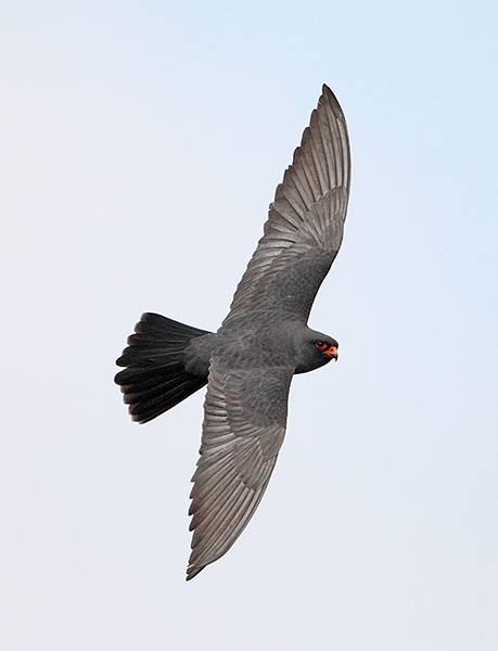 Red-footed Falcon