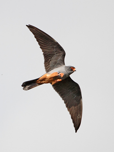Red-footed Falcon