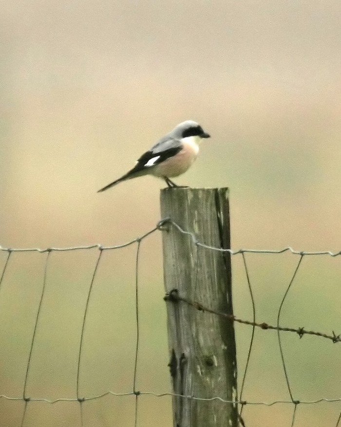 Lesser Grey Shrike