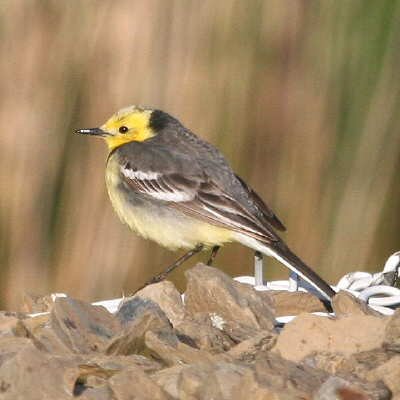 Citrine Wagtail