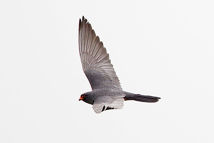 Red-footed Falcon