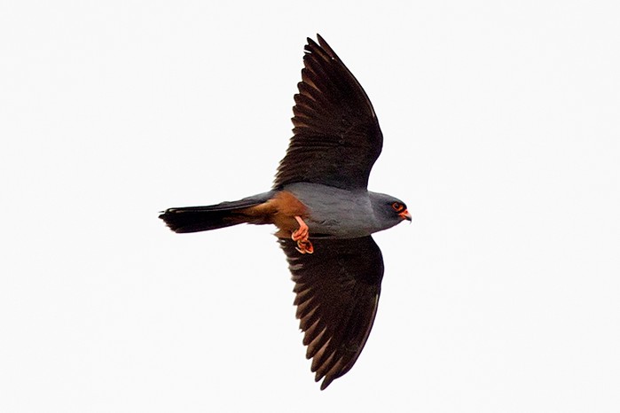 Red-footed Falcon