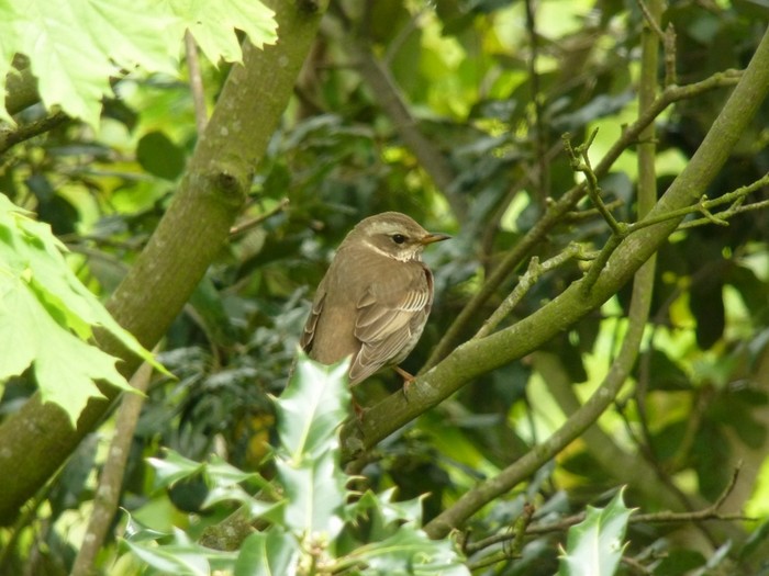 Dusky Thrush