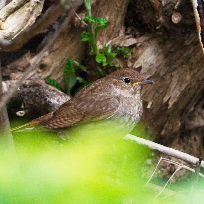 Thrush Nightingale