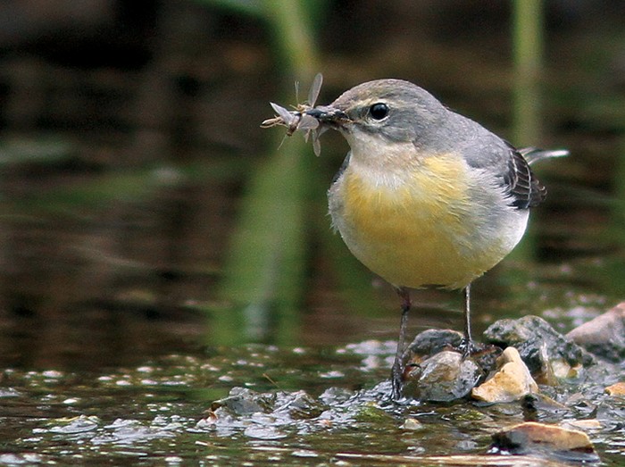Grey Wagtail