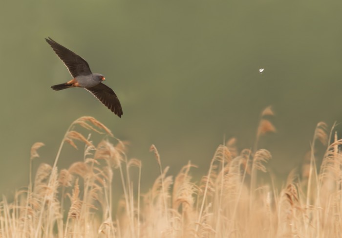 Red-footed Falcon