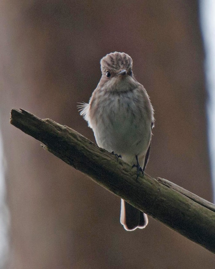 Spotted Flycatcher