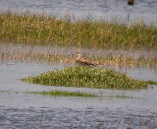 Hudsonian Whimbrel