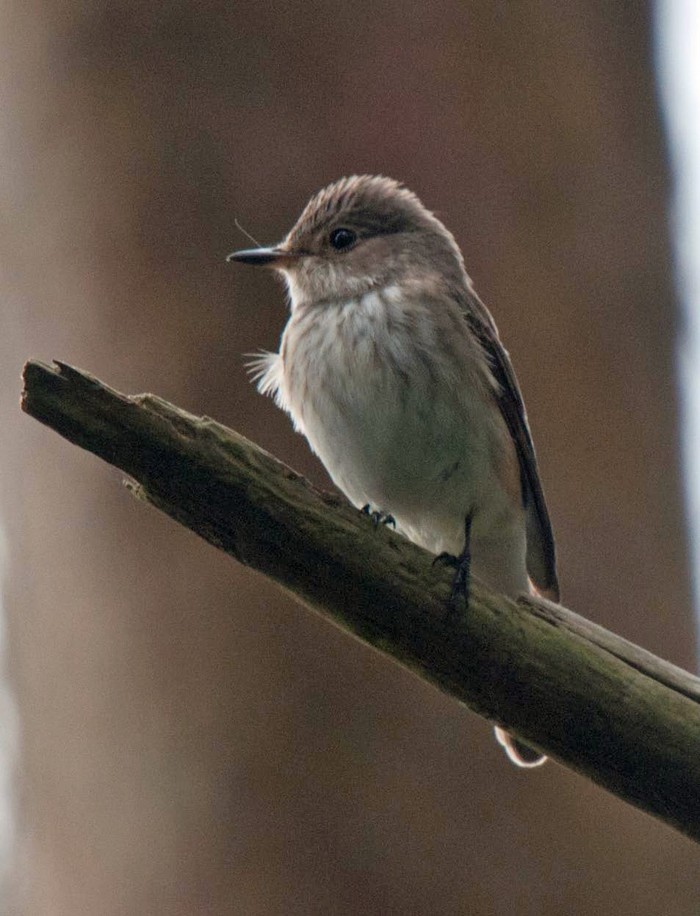 Spotted Flycatcher