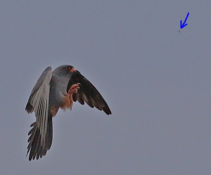 Red-footed Falcon