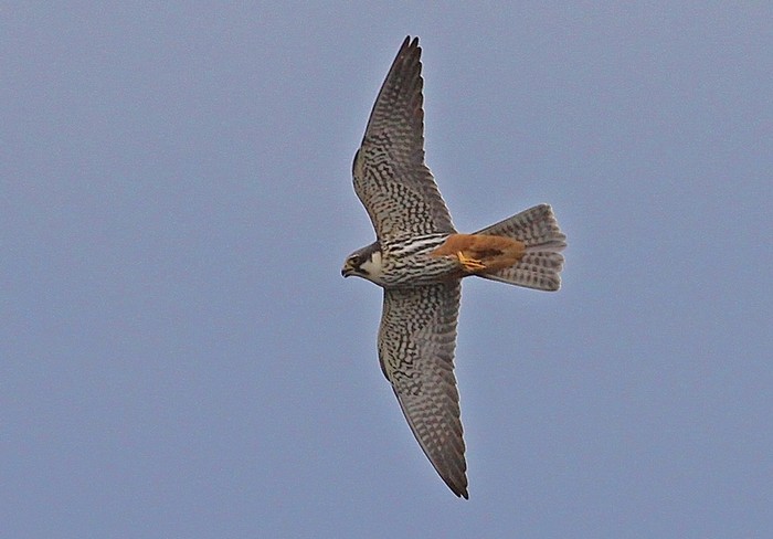 Hobby