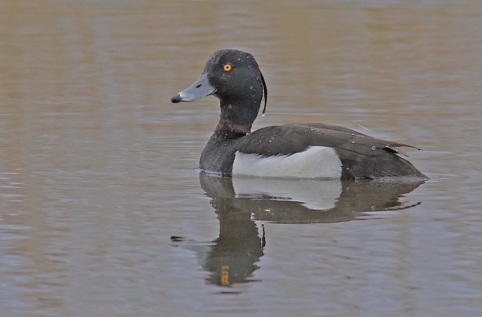 Tufted Duck