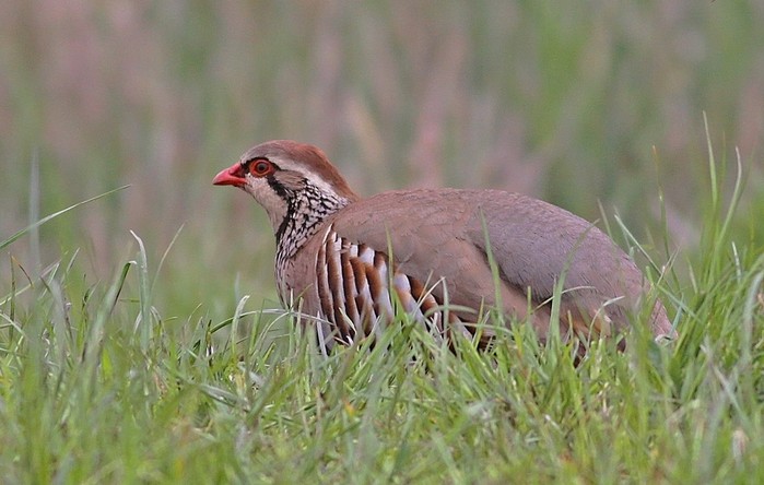 Red-legged Partridge