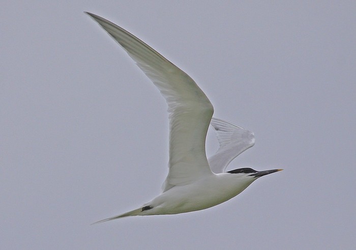 Sandwich Tern