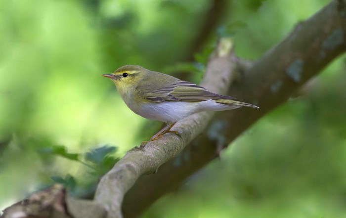 Wood Warbler
