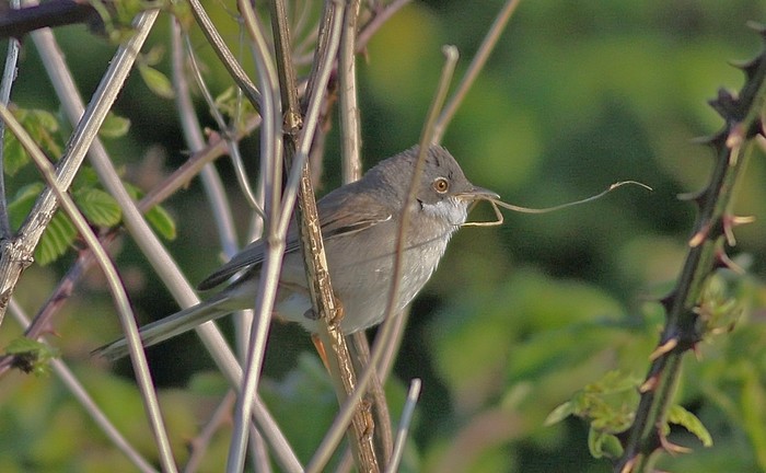 Whitethroat