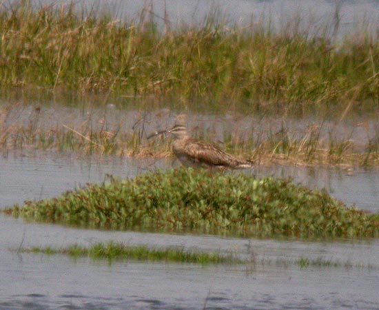 Hudsonian Whimbrel