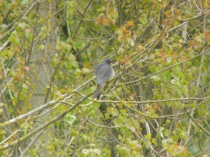Red-footed Falcon