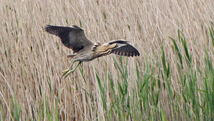 Bittern