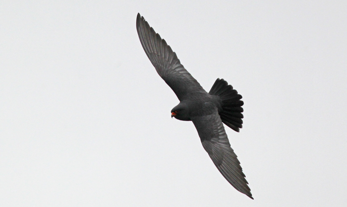 Red-footed Falcon