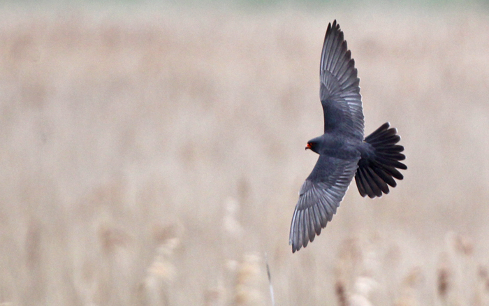 Red-footed Falcon