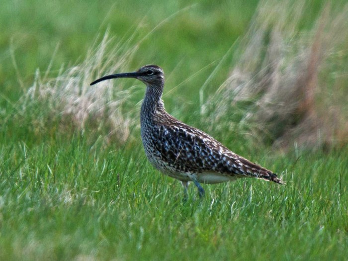 Whimbrel
