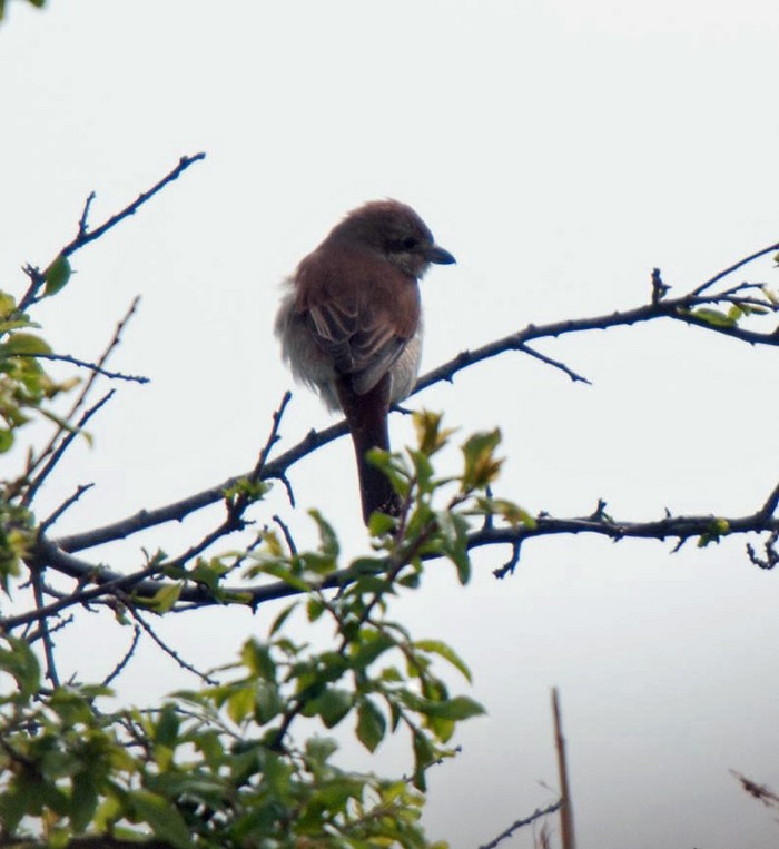Red-backed Shrike
